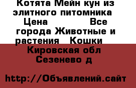 Котята Мейн-кун из элитного питомника › Цена ­ 20 000 - Все города Животные и растения » Кошки   . Кировская обл.,Сезенево д.